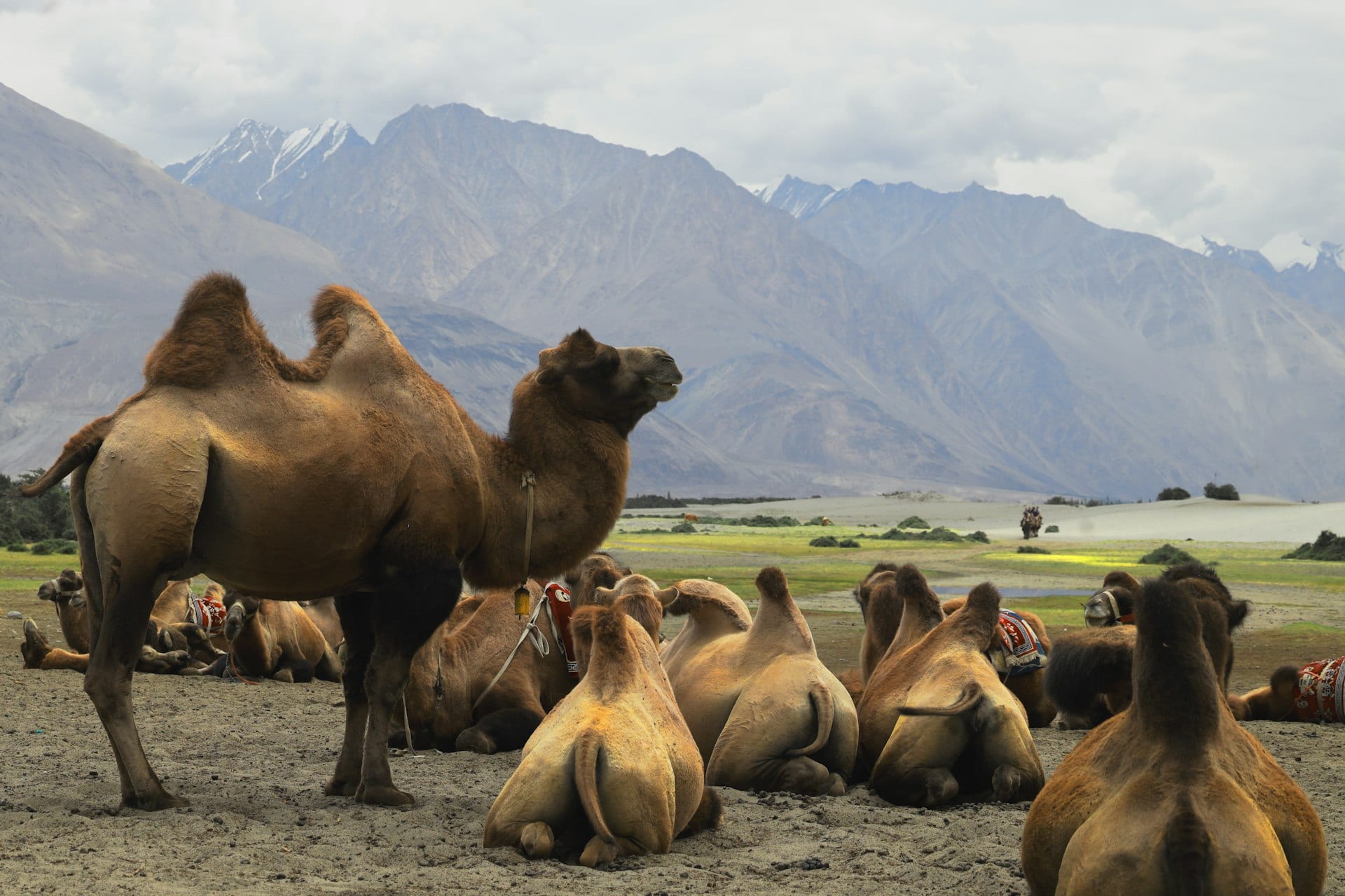 Explore Ladakh