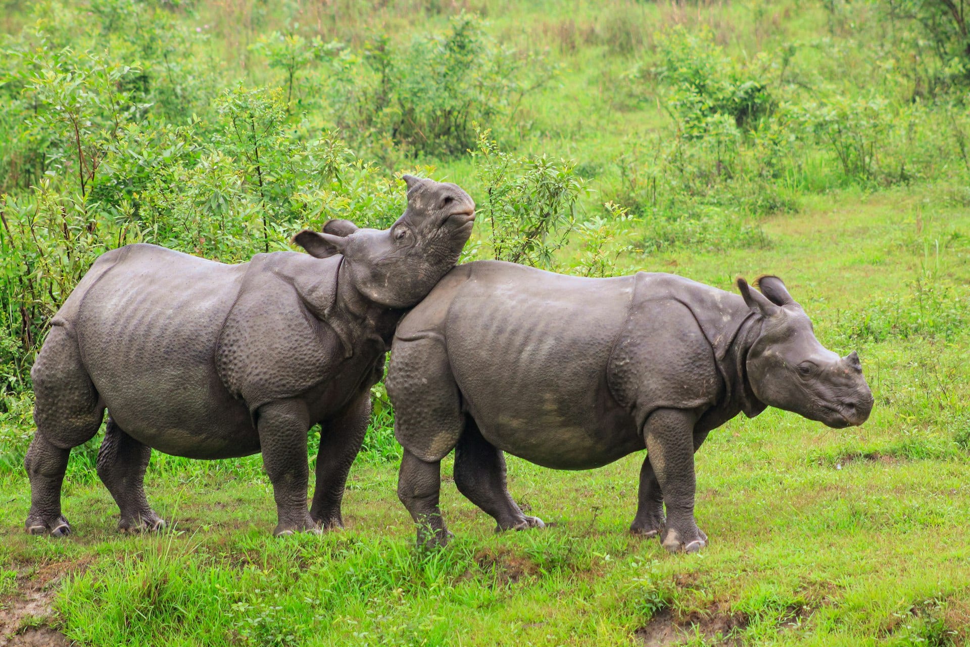 The Rhino Land