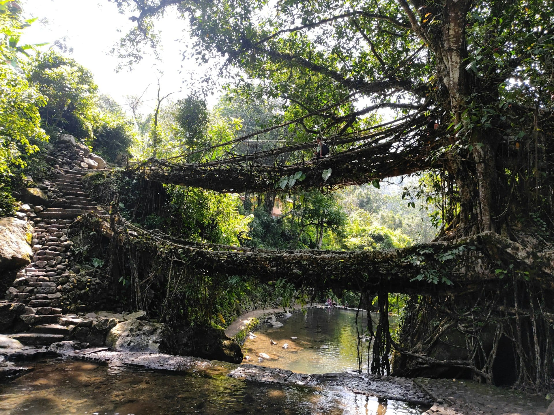 North East Root Bridge Trail